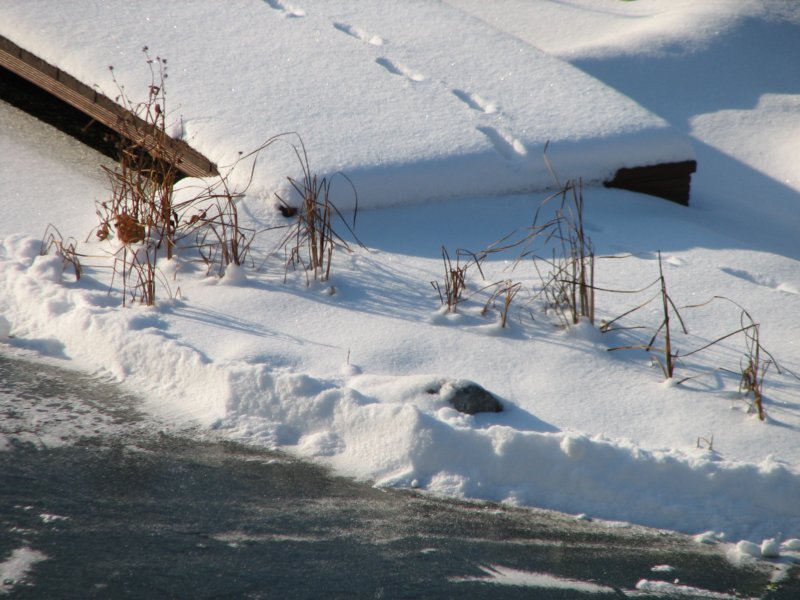 e17img_0930spurenimschnee.jpg