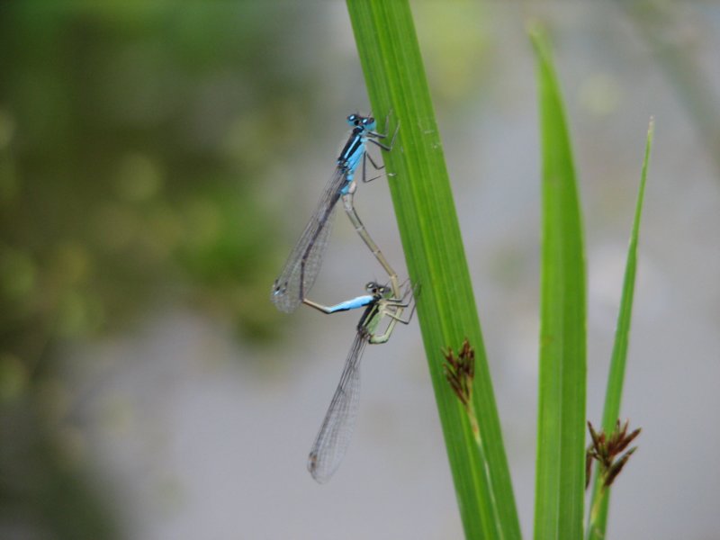 t10img_9006libellenblaugrn.jpg