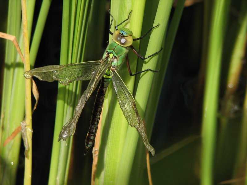 t22img_2399libelle.jpg